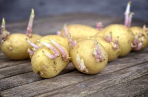 Gekeimte Kartoffeln enthalten zu viel Solanin